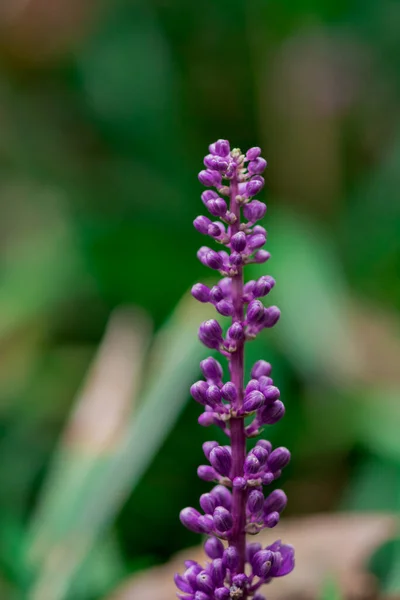 Fundo Flor Violeta Salvia Nemorosa — Fotografia de Stock