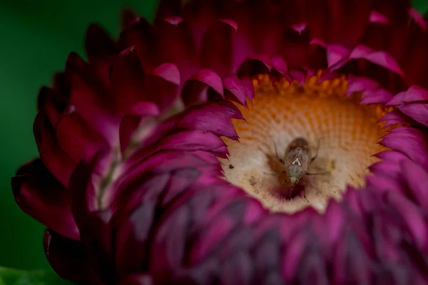 영원한 Strawflower Xerochrysum Bracteatum — 스톡 사진
