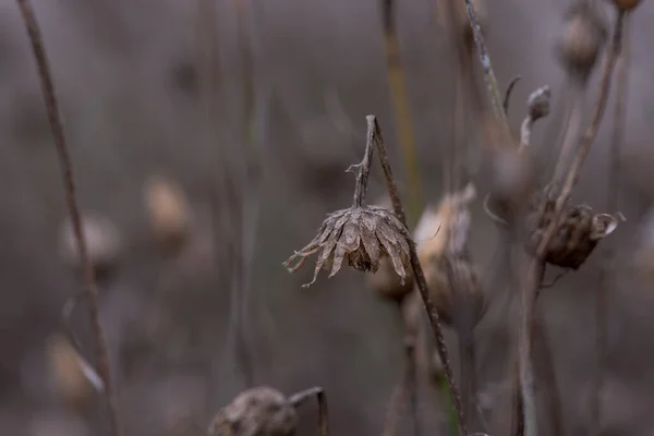 Изолированный Сушеный Цветок Чертополоха Поле — стоковое фото