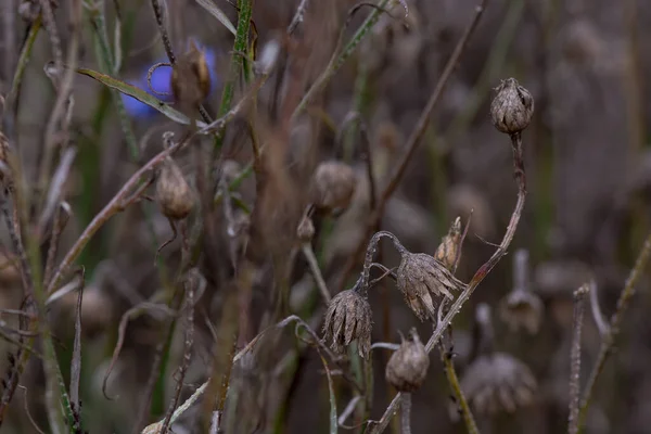 Изолированный Сушеный Цветок Чертополоха Поле — стоковое фото