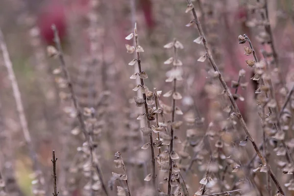 Izolovaný Suchý Bodlákový Květ Poli — Stock fotografie