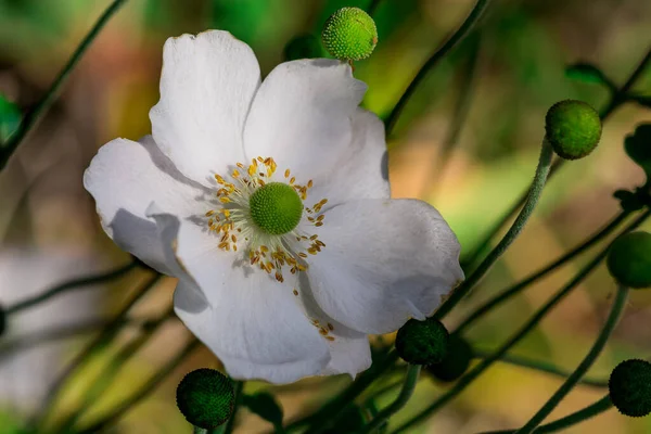 Anemone Hupeensis Schöne Blume Den Frühlingsbergen — Stockfoto
