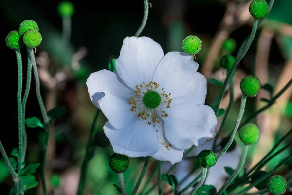 Anemone Hupeensis Beautiful Flower Spring Mountains — Stock Photo, Image