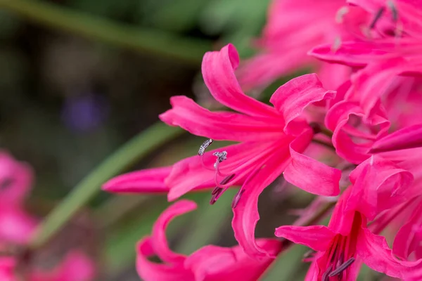 Őszi Virágok Egy Napos Őszi Napon Kertben — Stock Fotó