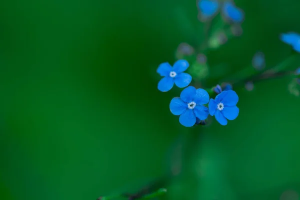 Flores Otoño Día Soleado Otoño Jardín —  Fotos de Stock