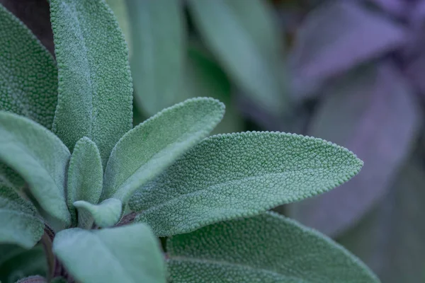 Vackra Flerfärgade Gröna Salvia Blad Bakgrund — Stockfoto