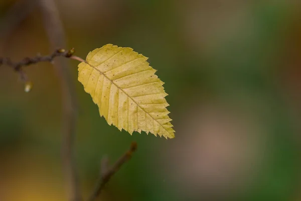 Beautiful Multicoloured Green Leaves Background — Stock Photo, Image