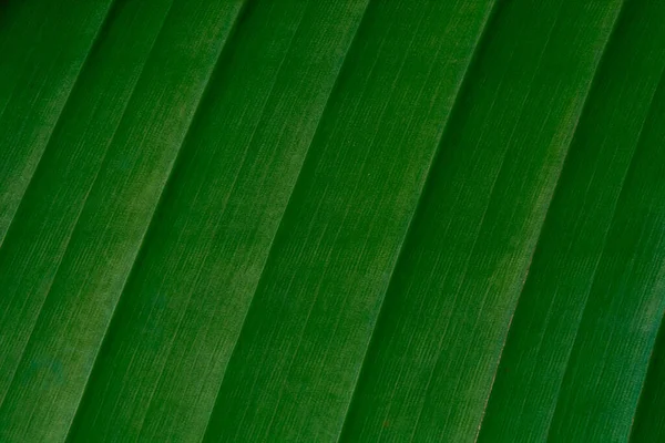 Yağmurdan Sonra Çok Renkli Yeşil Yapraklar — Stok fotoğraf