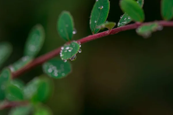 stock image Beautiful multicoloured green leaves background after rain