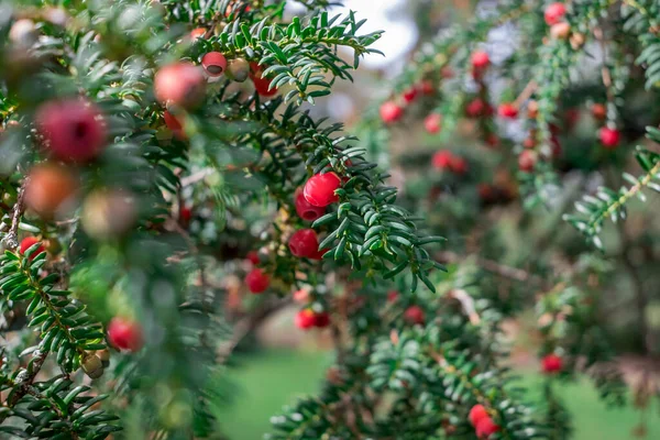 Branch Yew Tree Toxic Berries Christmas Decoration — Stock Photo, Image