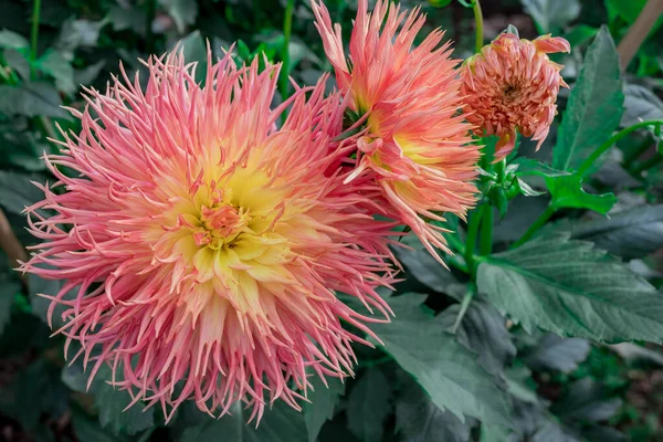 Dahlia Blooms Sunny Autumn Day Garden — Φωτογραφία Αρχείου