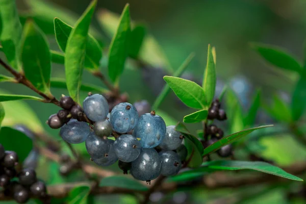 Deep Glossy Poisonous Blue Berriesberries Autumn — Stock Photo, Image