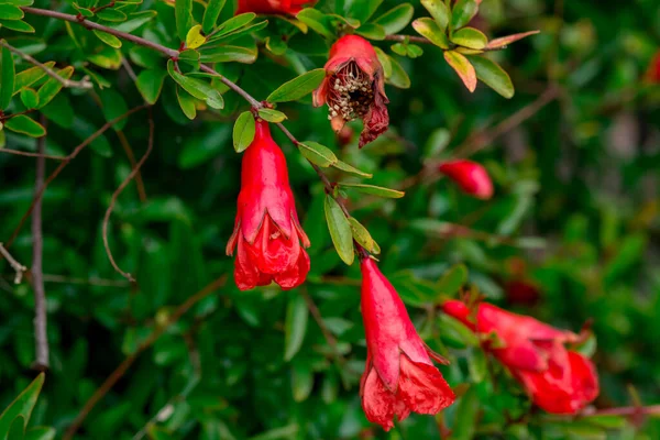 stock image beautiful flowers growing in garden