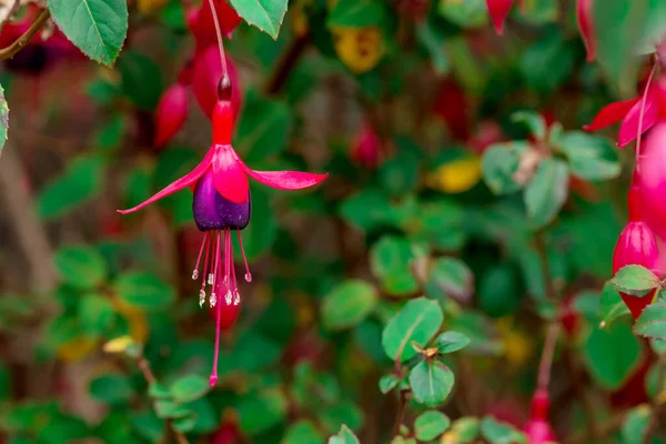 stock image Fuchsias Pink and Purple Hanging Flowers