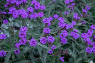 Sonbaharda, parkta çiçekler açar, mor Verbena Bonarie