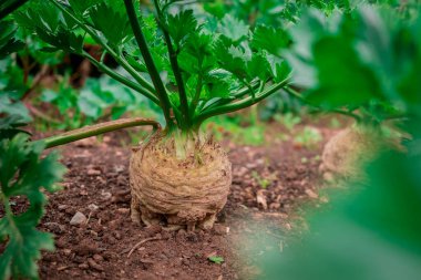 Bu bir sebze pancarı, kereviz, İsviçre kabuğu.
