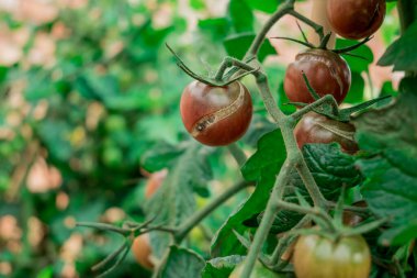 Domates bitkisi Phytophthora Phytophthora Infestans hastalığına yakalandı..