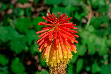 meşale lily - kniphophia uvaria - kırmızı sıcak poker