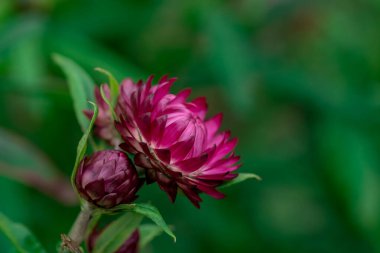 xerochrysum bracteatum (altın ebedi veya strawflower)