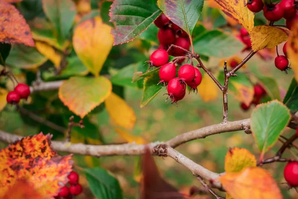 가을에 열매를 나무가지 Fiel — 스톡 사진