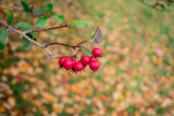 Κλαδί Χόθορν Κόκκινα Μούρα Φθινόπωρο Ρηχό Βάθος Fiel — Φωτογραφία Αρχείου