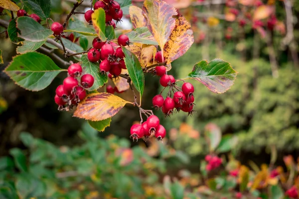 秋に赤い果実を持つホーソンの枝 浅い深さFフィールド — ストック写真