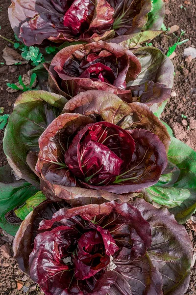 これは野菜の庭のビートルーツ セリアック レッドレタスです — ストック写真