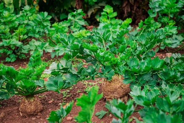 Dies Ist Ein Gemüsegarten Rote Bete Czeleriac Mangold — Stockfoto