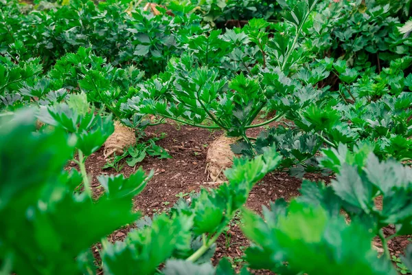 Aceasta Este Sfeclă Grădină Legume Rădăcini Celeriac Chard Elvețian — Fotografie, imagine de stoc