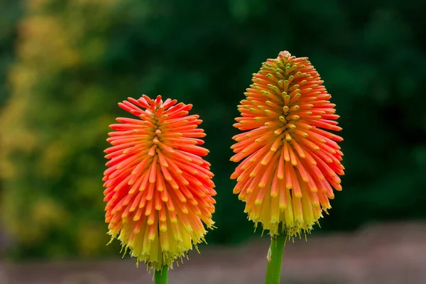 Torch Lily Kniphophia Uvaria Red Hot Poker — Stock Photo, Image