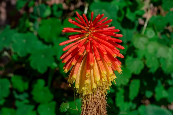 Torch Lily Kniphophia Uvaria Red Hot Poker — Stock Photo, Image
