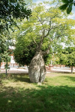 Güzel büyük ceiba ağaçları, kororizi işaretleri ve manzara. 