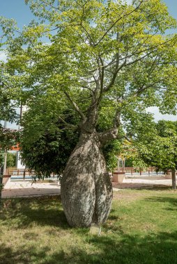 Güzel büyük ceiba ağaçları, kororizi işaretleri ve manzara. 