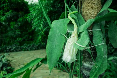 Güzel çok renkli yeşil yapraklar arka plan