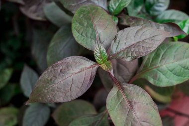 Güzel çok renkli yeşil yapraklar arka plan