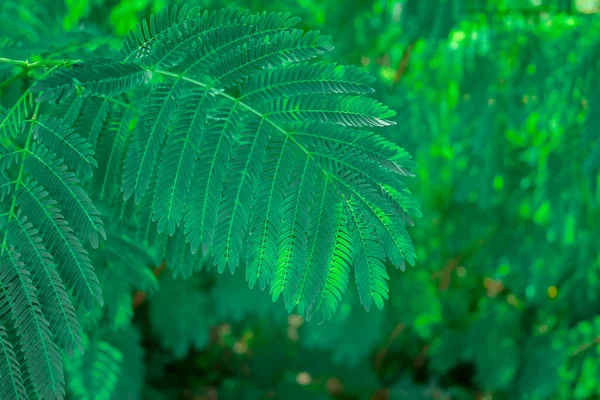Doğada Yetişen Akasya Farnesiana Ağacının Yeşil Tohumları — Stok fotoğraf