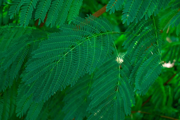 Image Green Seeds Acacia Farnesiana Tree Growing Nature — Stock Photo, Image