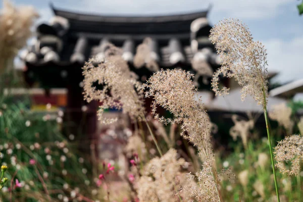 stock image Pampas grass against blue sky, with green foliage and yellow flo