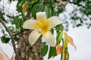 Güney manolya meyvesi Magnolia grandiflora ağacı.