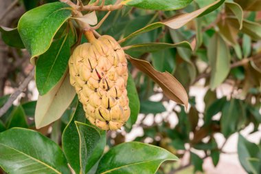 Güney manolya meyvesi Magnolia grandiflora ağacı.