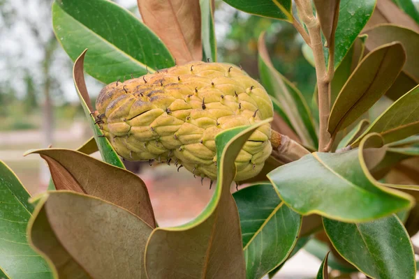 Güney manolya meyvesi Magnolia grandiflora ağacı.