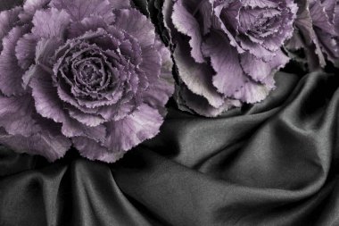 Siyahın üstünde renkli, mor, süslü bir lahana.