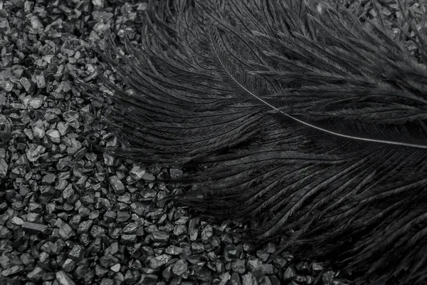 黒の背景色に抽象的な黒い羽 — ストック写真