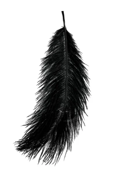 白色背景纹理的抽象黑色羽毛 — 图库照片