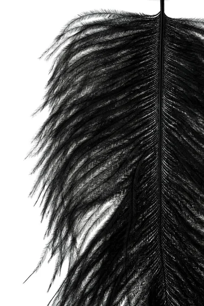 白色背景纹理的抽象黑色羽毛 — 图库照片