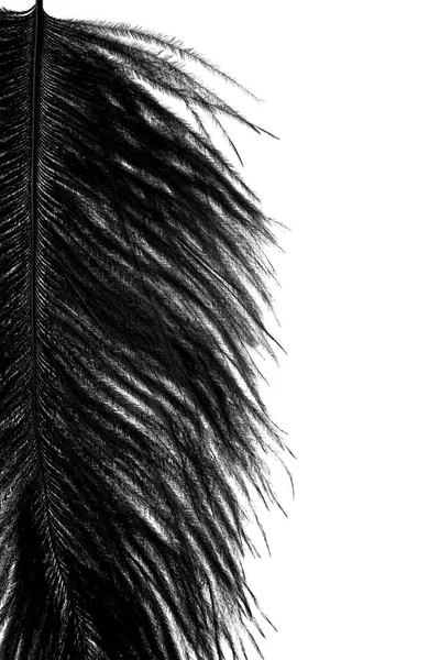 Abstract Black Feathers White Background Texture — Stock Photo, Image