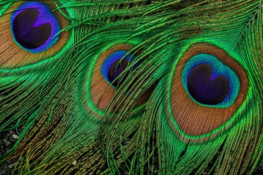 Siyah bir arka planda bir tavus kuşu tüyünün fotoğrafını çek.