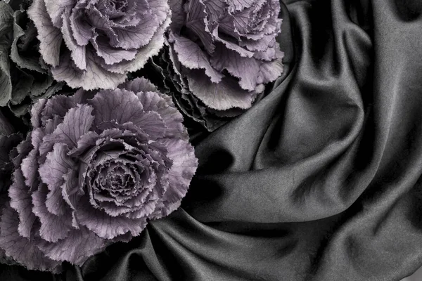 stock image A colorful purplish ornamental cabbage  on black