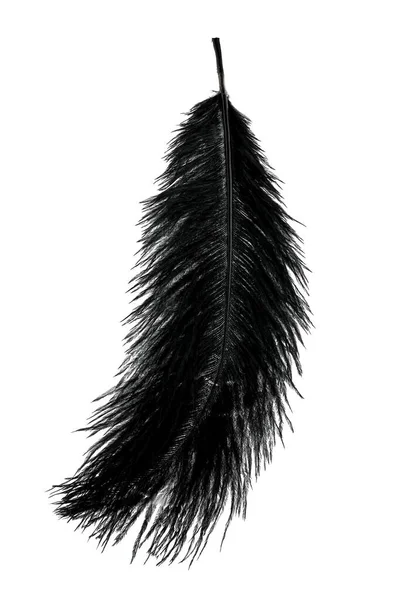 Αφηρημένα Μαύρα Φτερά Λευκή Υφή Φόντου — Φωτογραφία Αρχείου