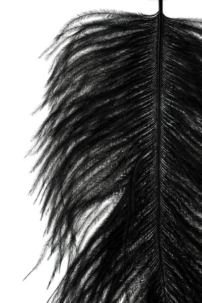 白い背景色の抽象的な黒い羽 — ストック写真